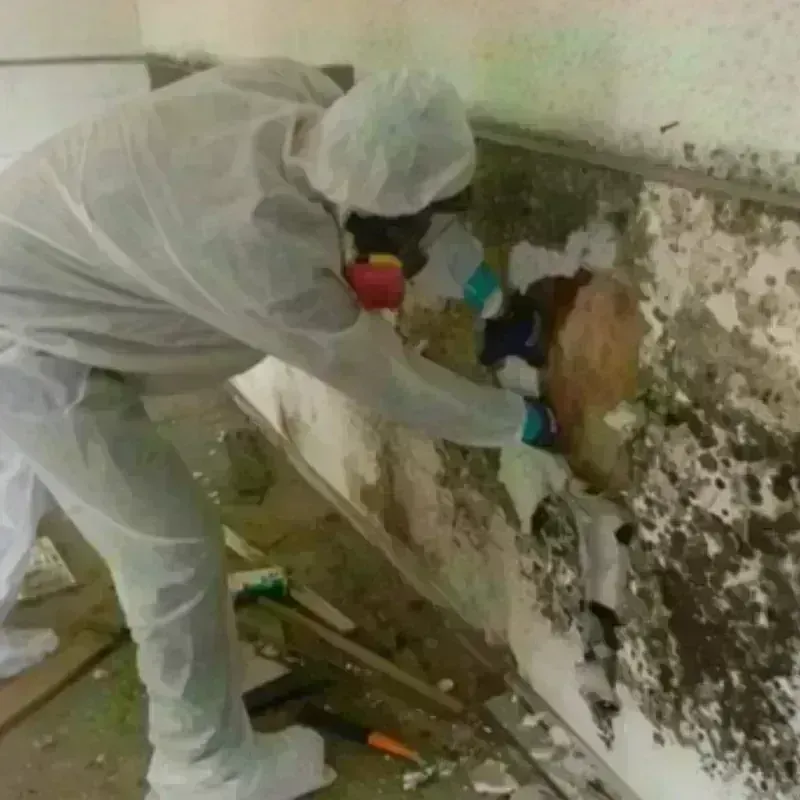 Mold Remediation and Removal in Marmet, WV